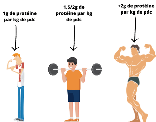 nombre de protéine nécessaire