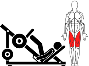 fonctionnement des muscles