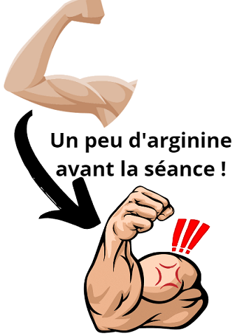 arginine pour la musculation